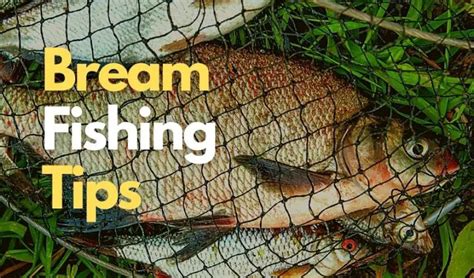 Bream Fishing Basics: How.